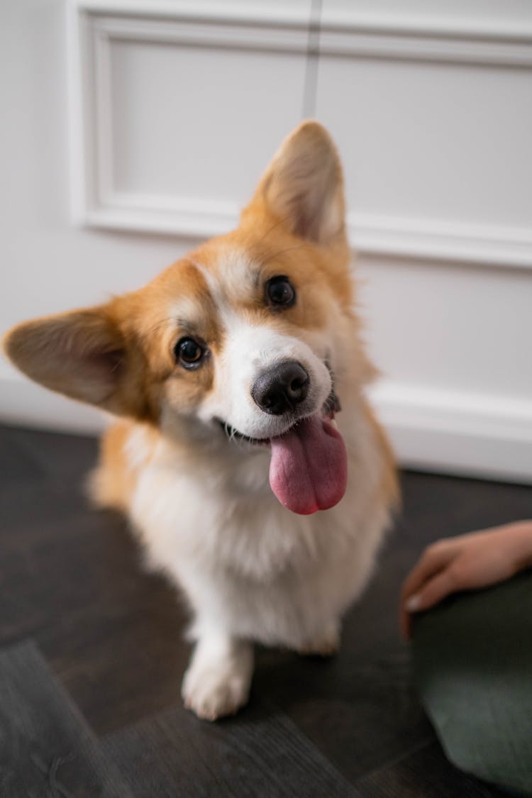 A Cute Corgi Puppy In Close-up Shot