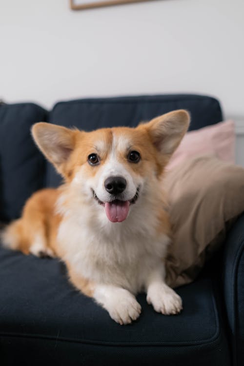 Close-up Photo of a Cute Corgi 