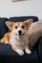 Brown and White Corgi Puppy on Brown Couch