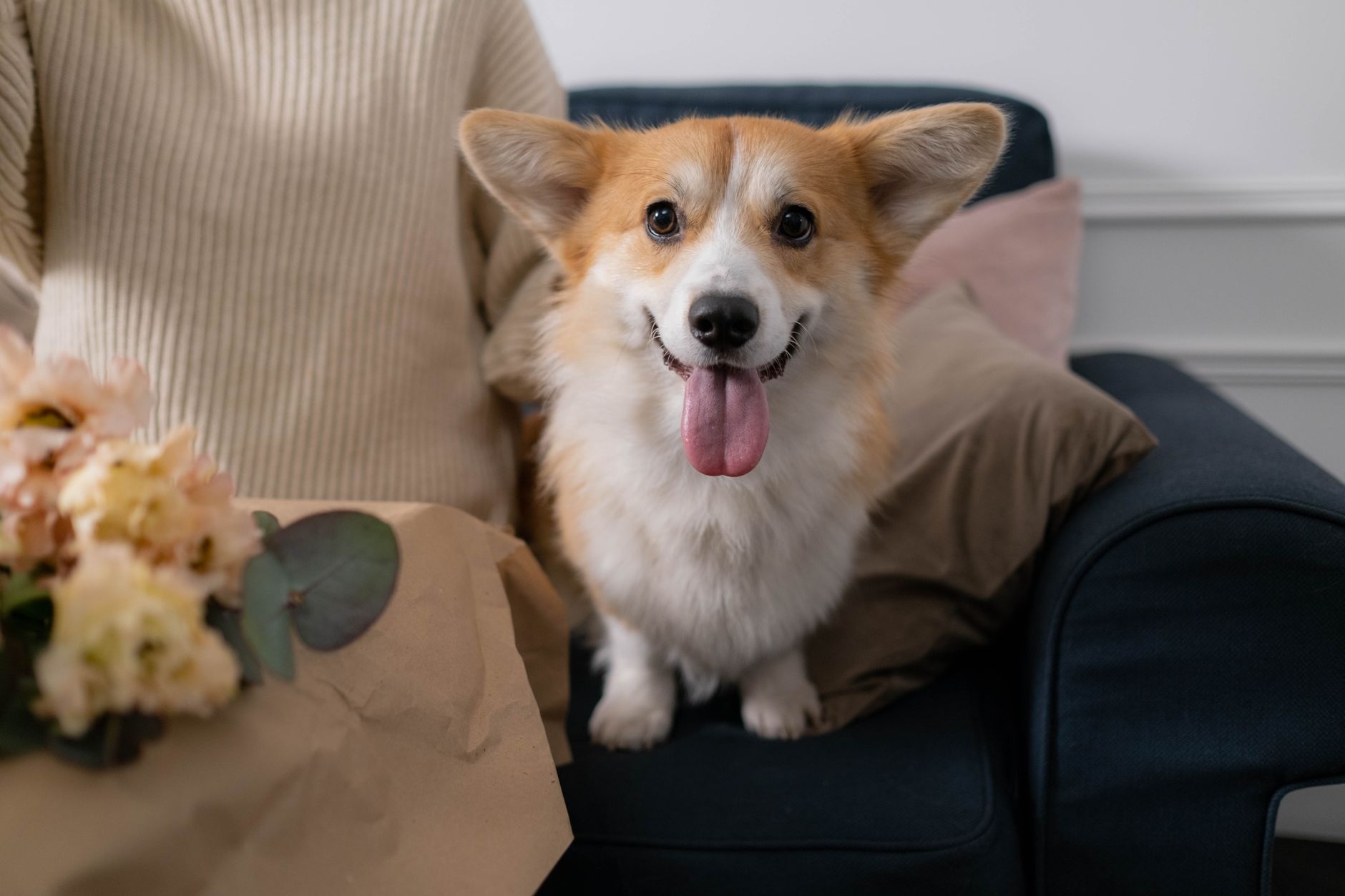 3. The Pembroke Welsh Corgi: For the Active, Outdoor Retiree