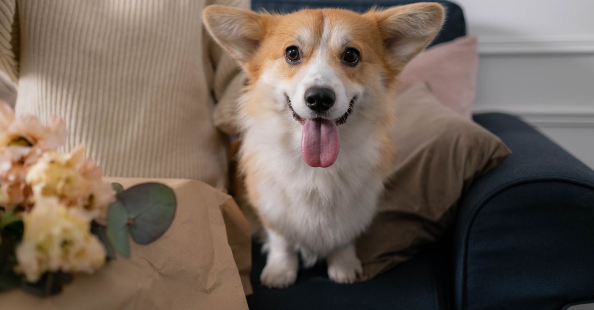 Essential Tips for Building a Safe Pet Zone at Home