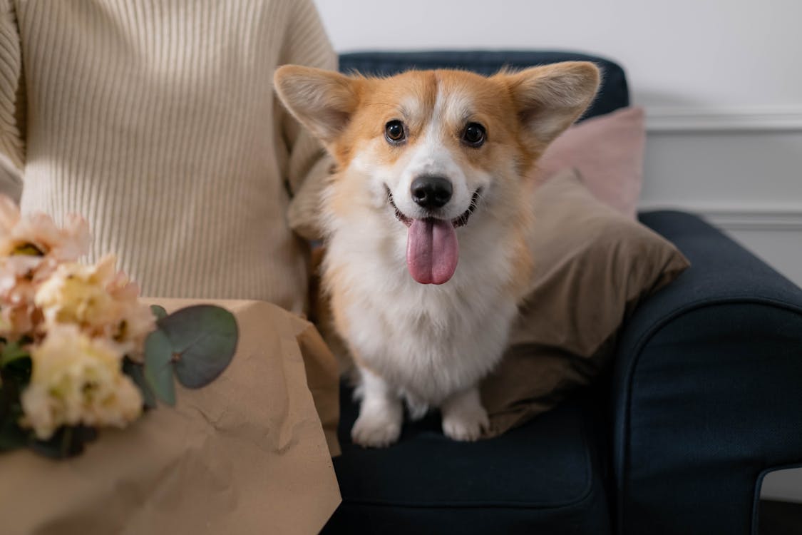Free A Brown and White Corgi Sitting on the Couch Stock Photo