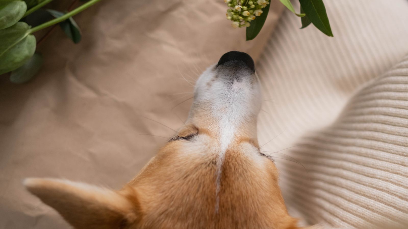 Dog sniffing a houseplant indoors