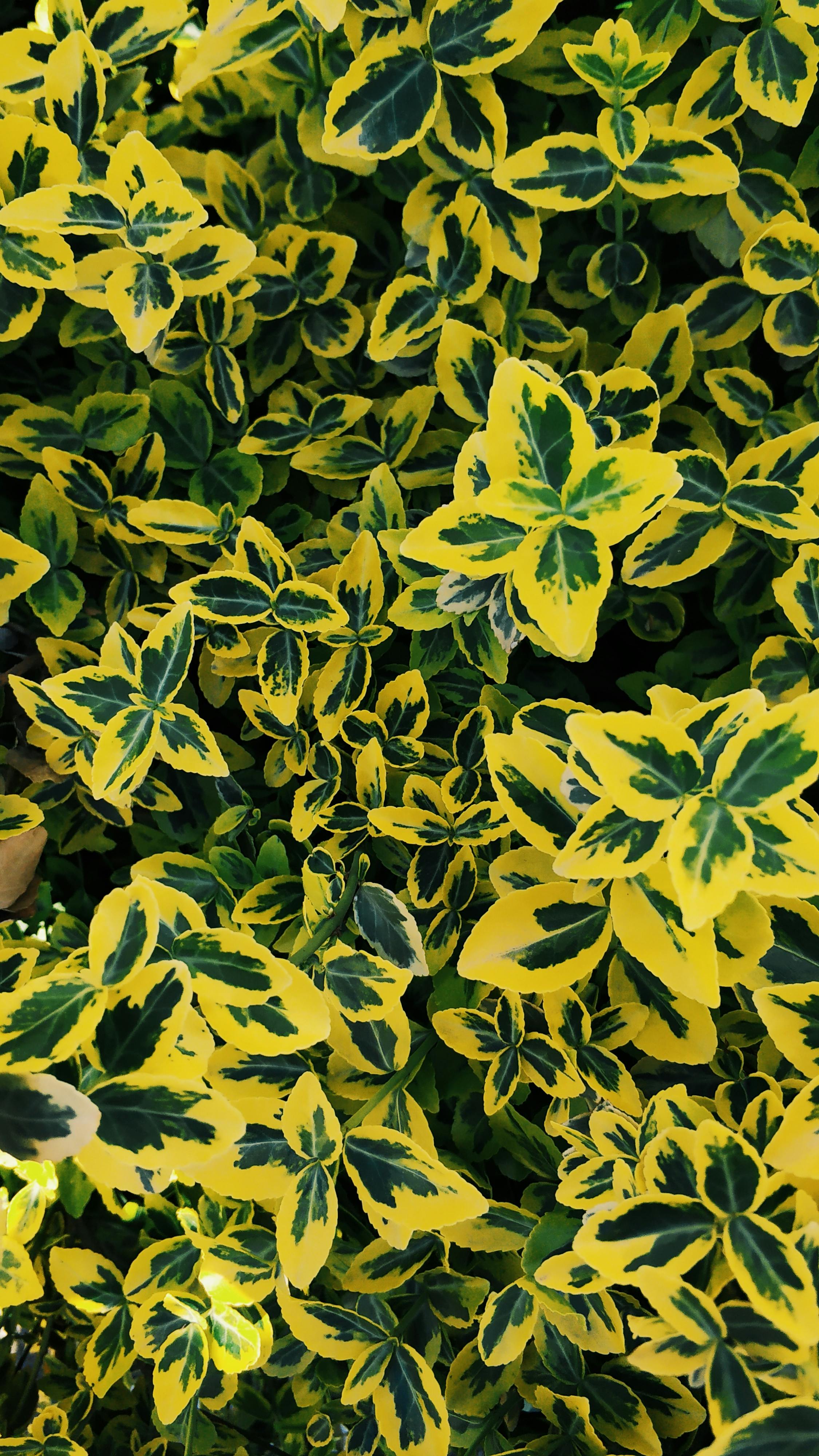 Exotic plants with green and yellow leaves growing in nature · Free