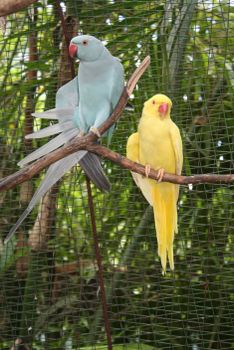parrot photo