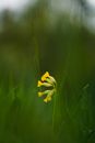 Yellow Flower in Close Up Photography