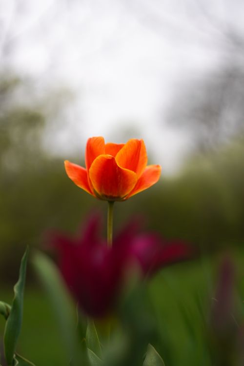 Free Close-up of a vibrant orange tulip blooming in a spring garden with blurry background. Stock Photo