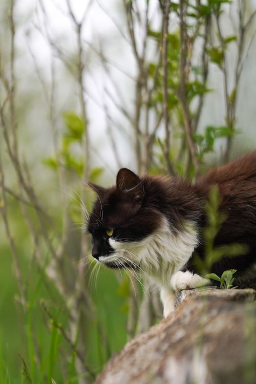 Free A black and white cat gazing intently surrounded by lush green plants outdoors. Perfect for nature and pet themes. Stock Photo