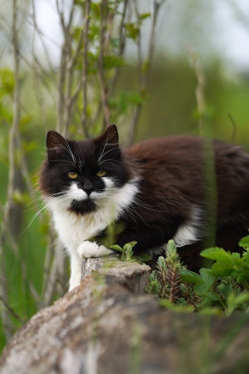 Kostenloses Stock Foto zu haustier, kätzchen, katze