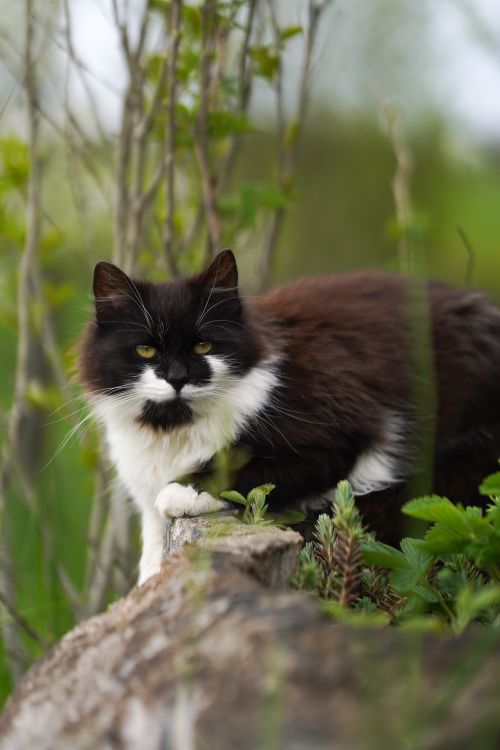 Free A black and white fluffy cat perched on a log amidst lush greenery, looking alert and curious. Stock Photo