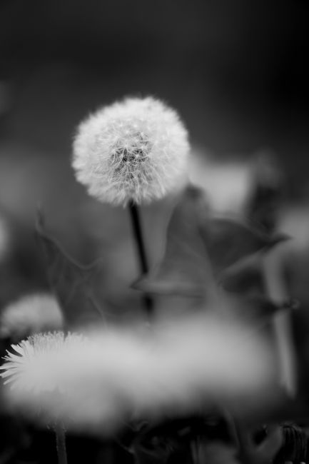 Close-up of a dandelion flower in full bloom captured in a monochrome style.