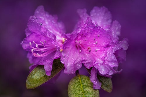 Purple Flower With Green Leaves