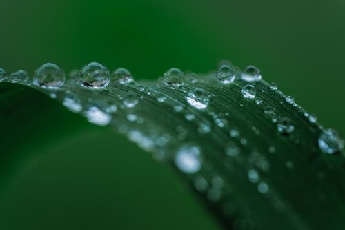 Free Macro shot of dew drops on a vibrant green leaf showcasing intricate textures and freshness. Stock Photo