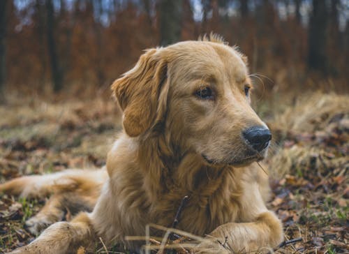 Free stock photo of big dog, cute dog, dog