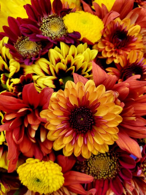 Free Close-up of colorful chrysanthemum flowers with vivid autumn colors. Stock Photo