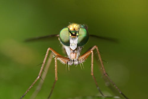 Kostenlos Kostenloses Stock Foto zu grünem hintergrund, insekt, insektenfotografie Stock-Foto