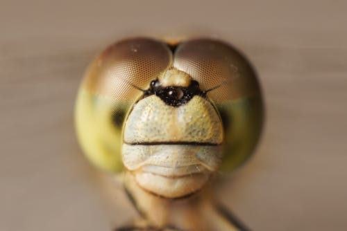 免费 小蟲, 微距攝影, 昆蟲 的 免费素材图片 素材图片
