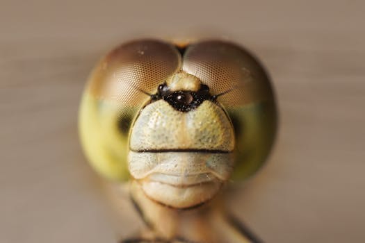 Detailed macro photography of a dragonfly's face displaying unique textures and colors.