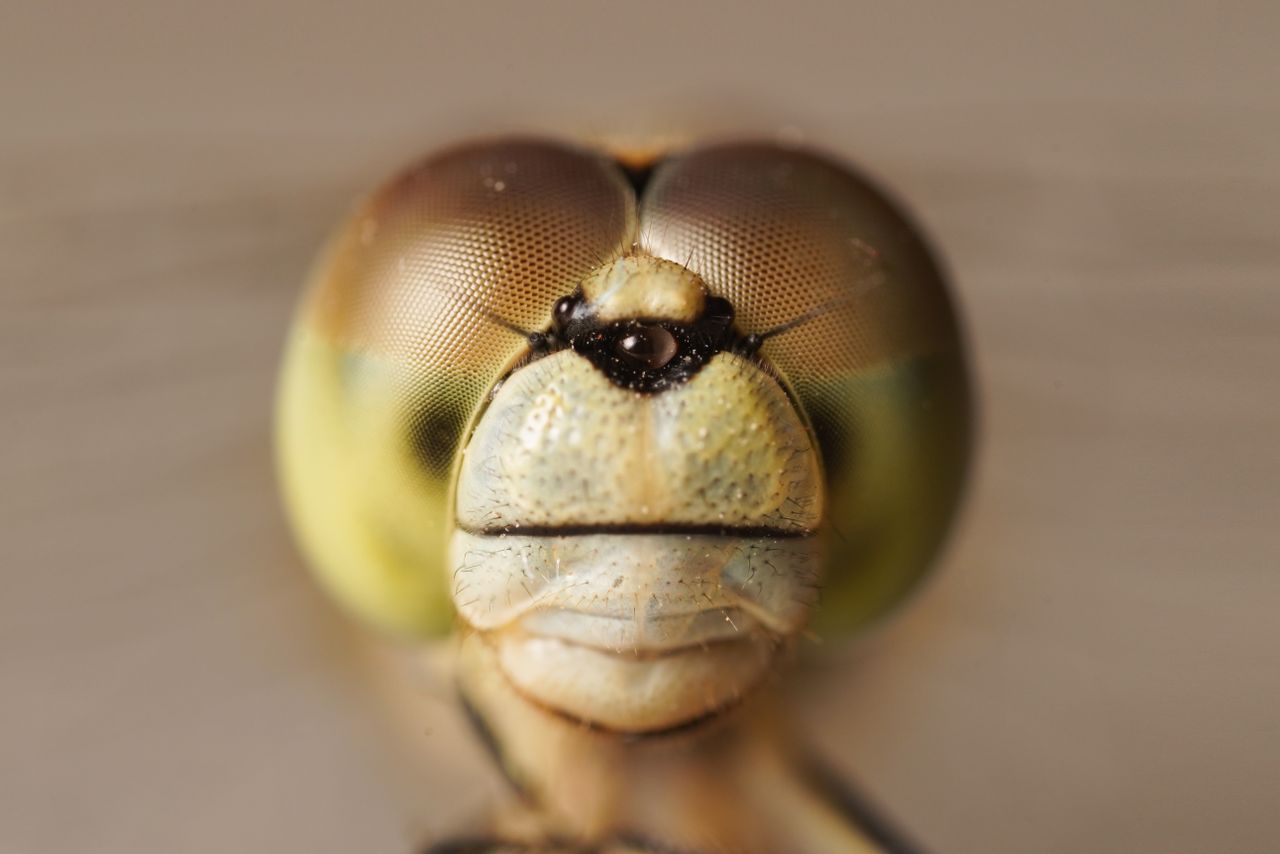 detailed macro photography of a dragonfly s face displaying unique tex