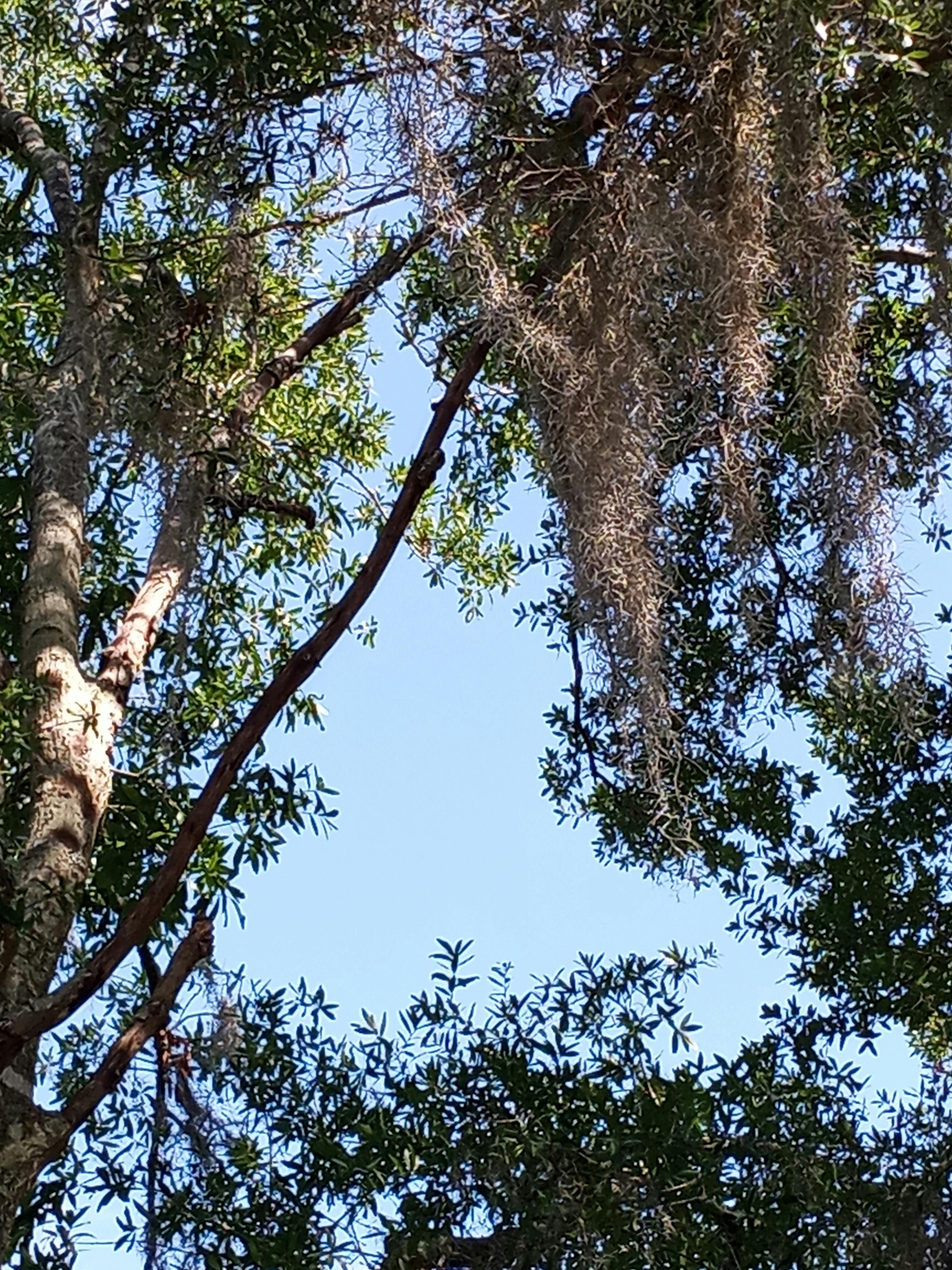 Stylist carefully painting balayage highlights onto a client's hair