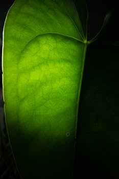 Detailed close-up of a vibrant green leaf showcasing intricate vein patterns. Perfect nature wallpaper.