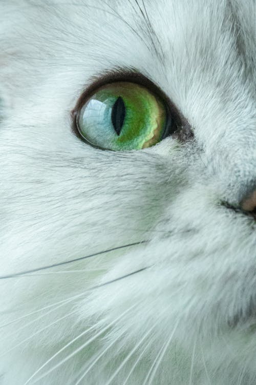 Bezpłatne Darmowe zdjęcie z galerii z biały kot, futro, kot Zdjęcie z galerii