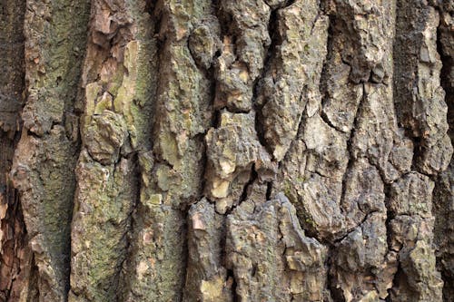 Closeup textured background of tree trunk surface with rough bark and deep cracks