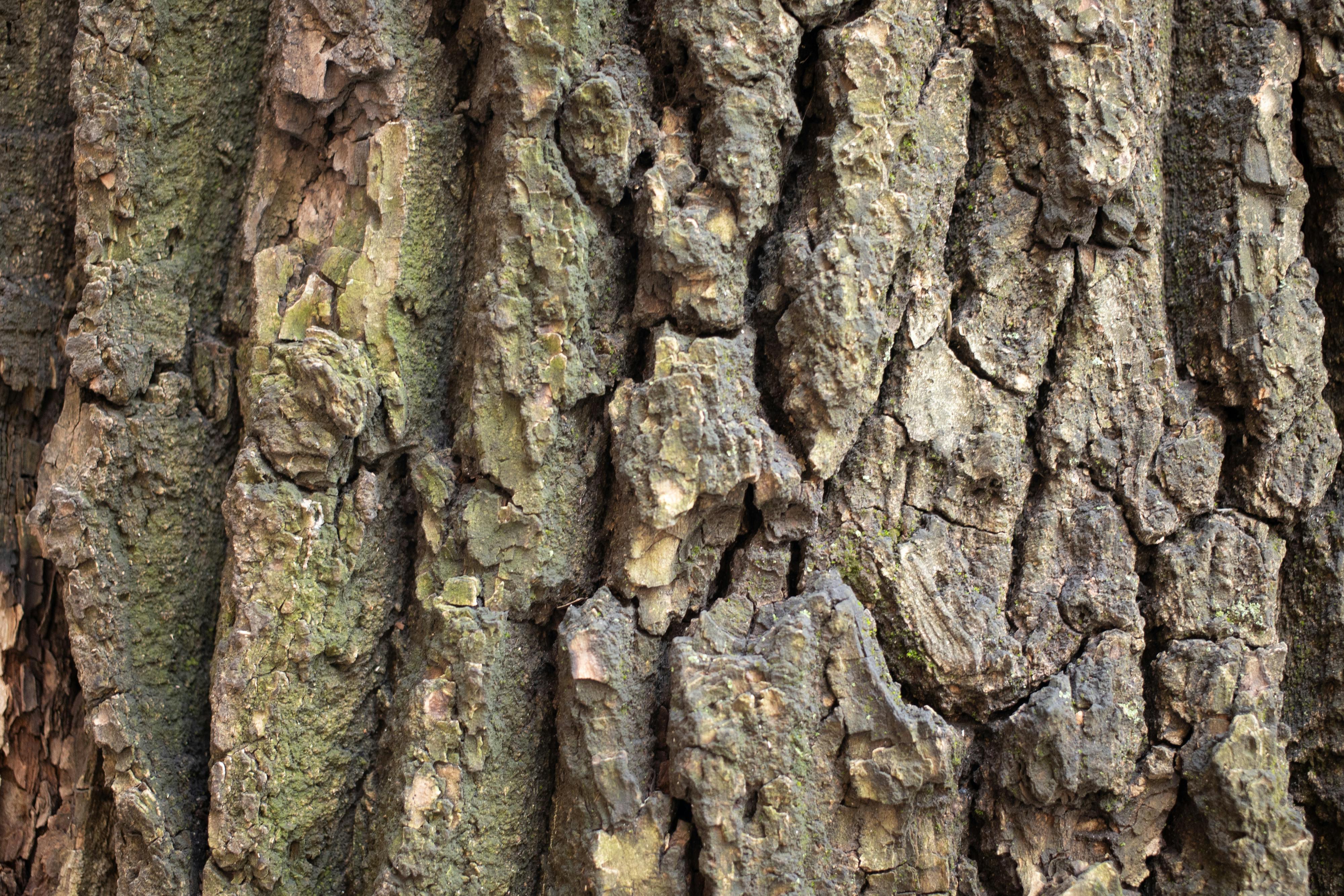 Dry tree trunk with dry cracked bark · Free Stock Photo