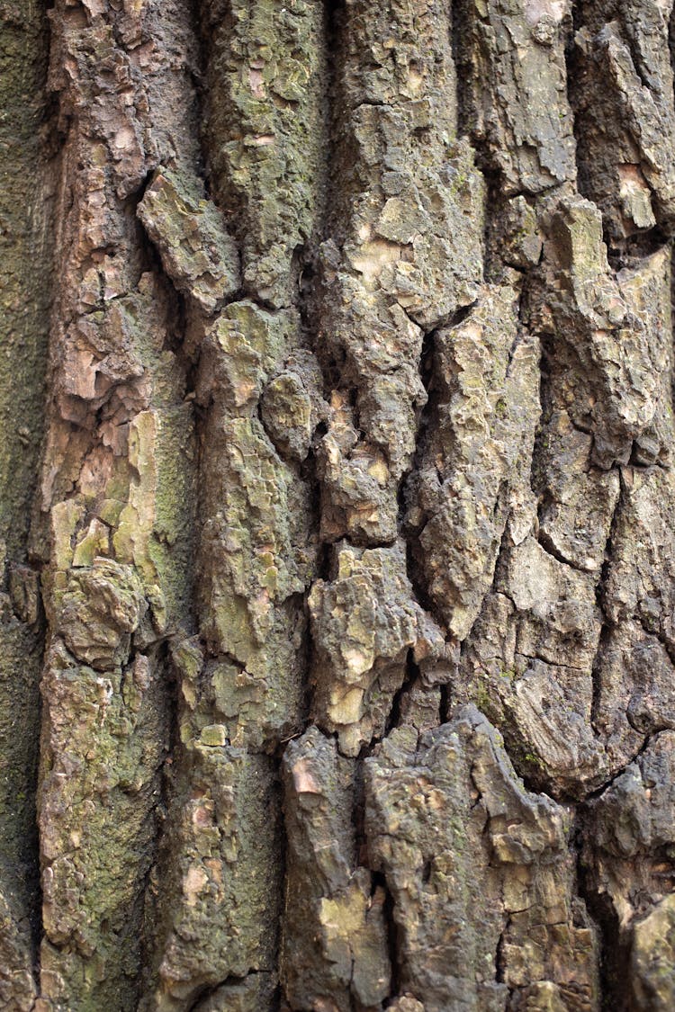 Tree Bark With Rough Surface