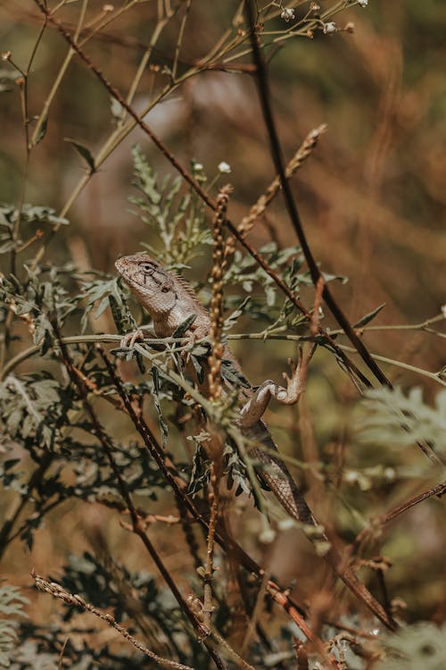 Kostenloses Stock Foto zu eidechse, klettern, natur