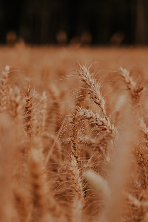 Foto profissional grátis de agricultura, área, campo de trigo