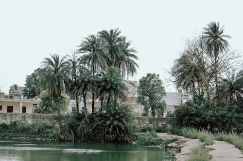 Kostenloses Stock Foto zu garten, grüne bäume, natur