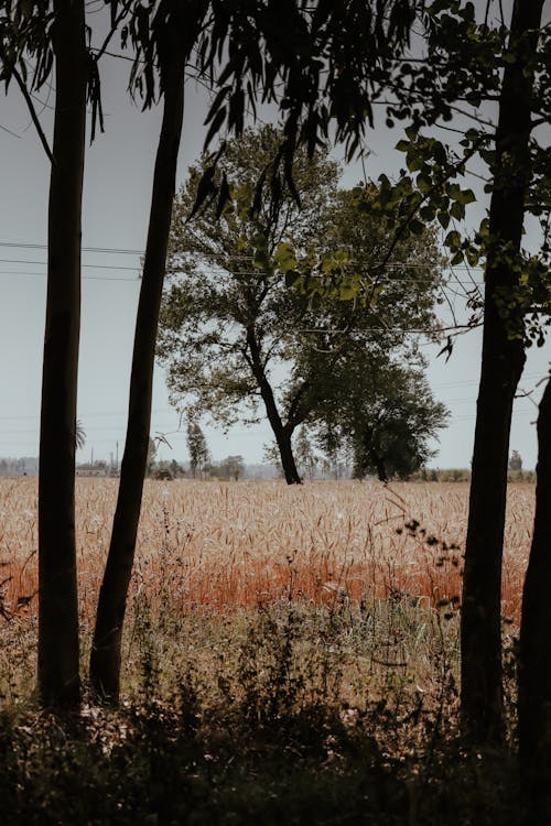 Brown Grass Field Surrounded by Green Trees