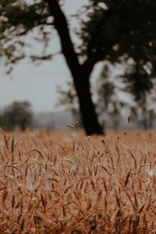 Kostenloses Stock Foto zu braune gras, feld, natur