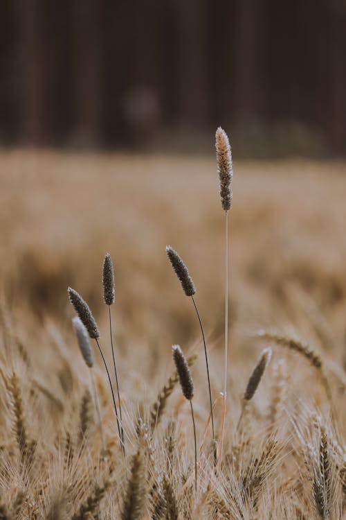 Brown Wheat Field in Close Up Photography