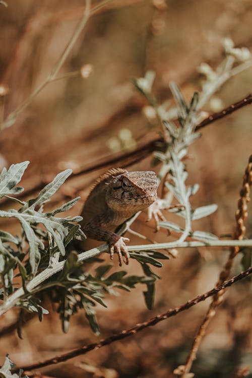 Brown Lizard Resting on Green Plant