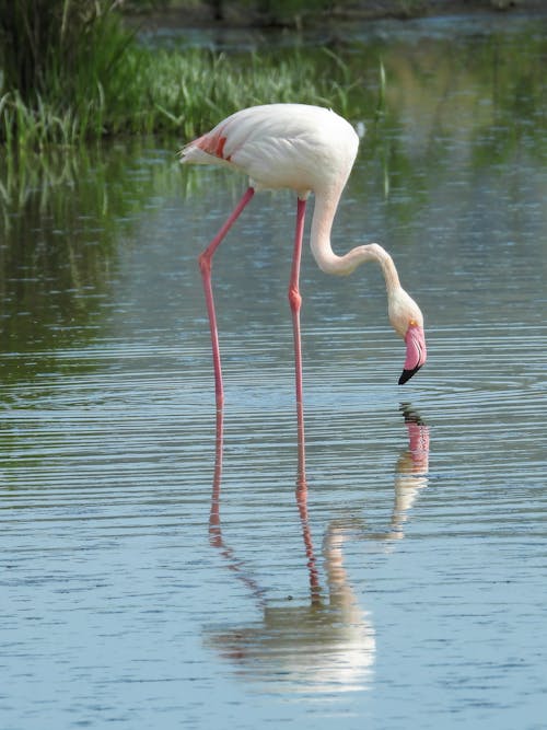 Kostenloses Stock Foto zu flamingo, see, stehen