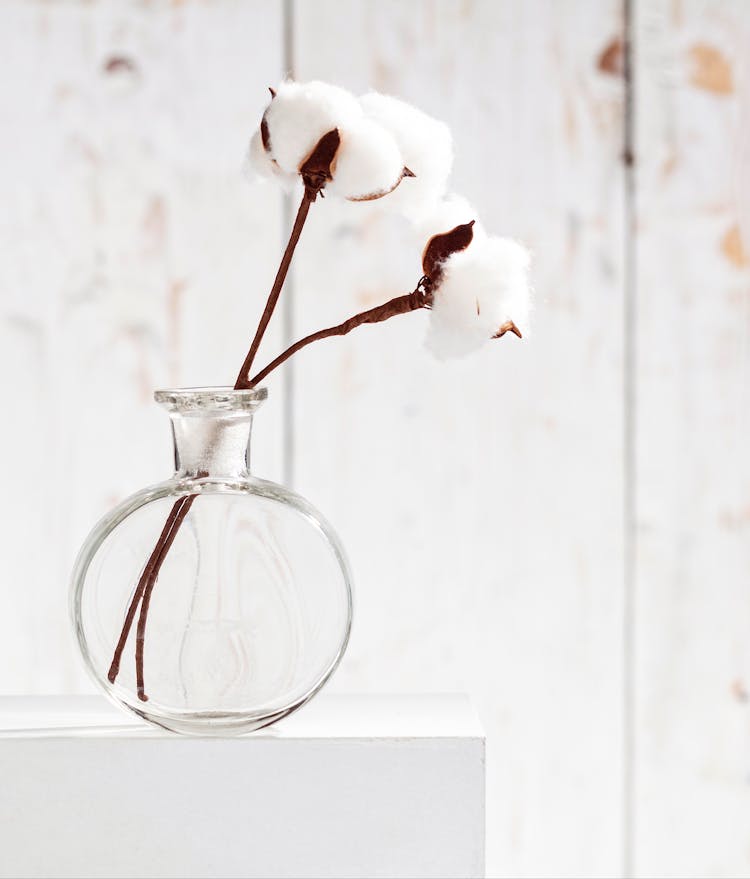 Raw Cotton On Clear Glass Vase