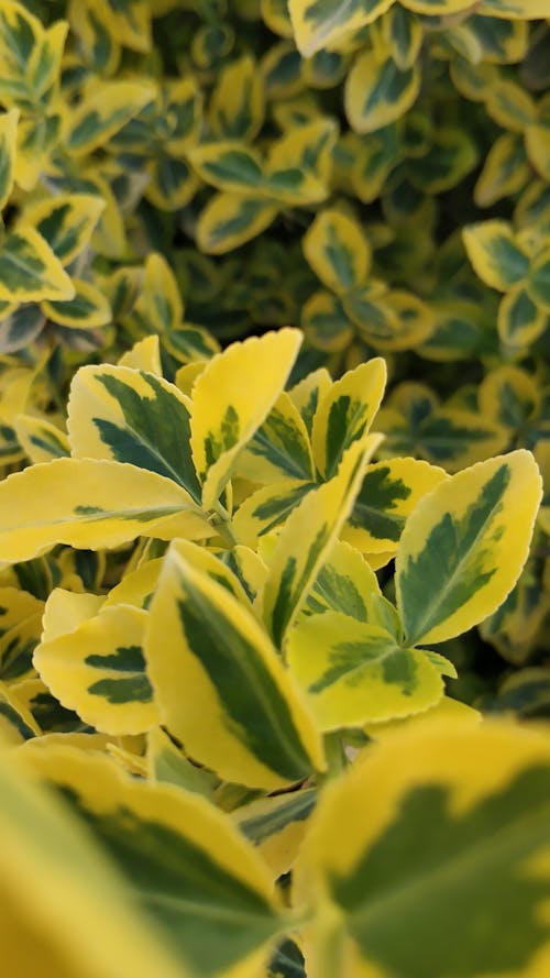 From above of Euonymus fortunei plants or winter creeper plants with yellow with green leaves growing together in nature in daytime