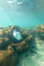 Face Mask Sinking Underwater Over Coral Reef