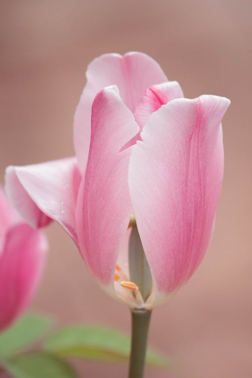 微妙, 新鮮, 花卉攝影 的 免費圖庫相片