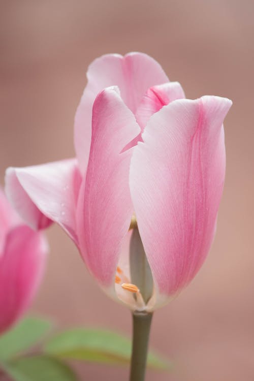 Gratis arkivbilde med blomsterblad, blomsterfotografering, delikat