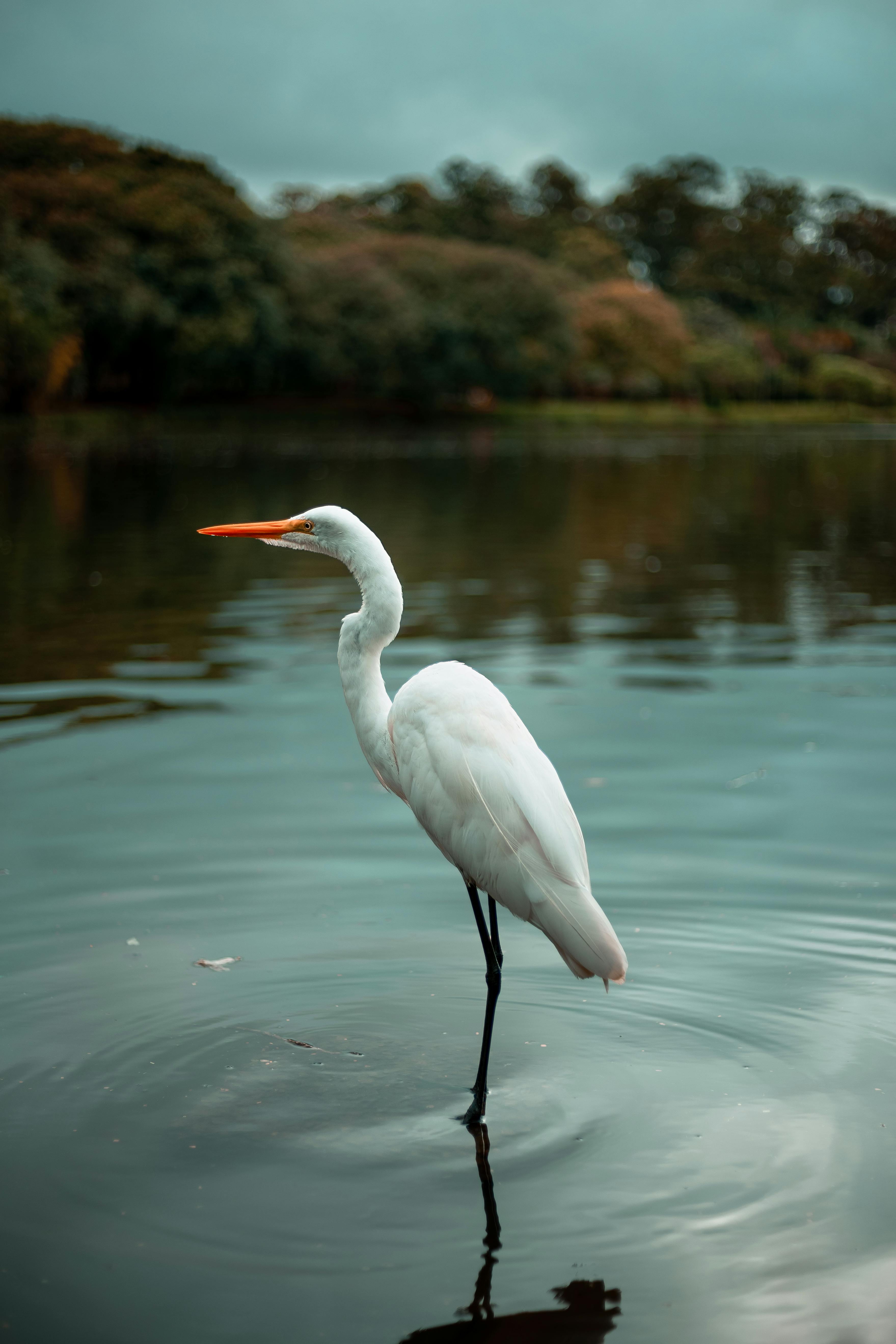 White Bird on Water · Free Stock Photo