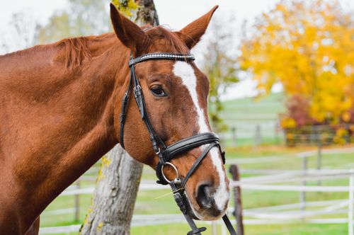 Free A detailed close-up of a beautiful chestnut horse with a bridle against an autumn background. Stock Photo