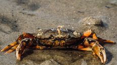 A Crab on Gray Sand