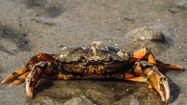 A detailed shot of a crab on wet sandy shores, showcasing its natural habitat.