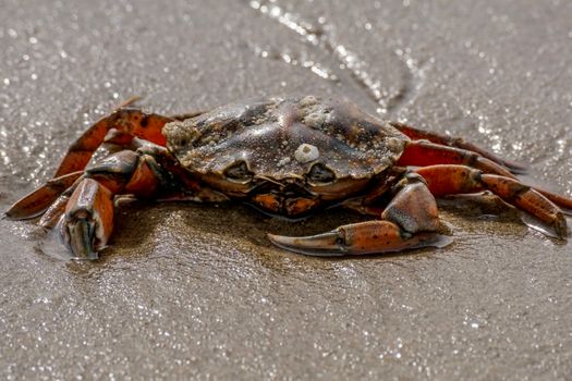 Detailed photo of a crab on a wet sandy surface, showcasing natural textures.