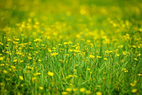 Безкоштовне стокове фото на тему «зелена трава, квітка, квіткове поле»