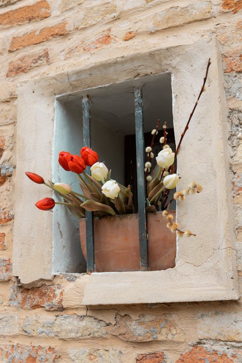Gratis Immagine gratuita di finestra, fiore, fiori Foto a disposizione