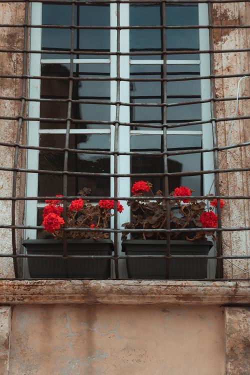 Free A rustic window with geraniums in pots against a vintage iron grill, adding charm and color. Stock Photo